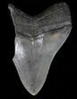 Partial, Serrated Megalodon Tooth - South Carolina #39260-1
